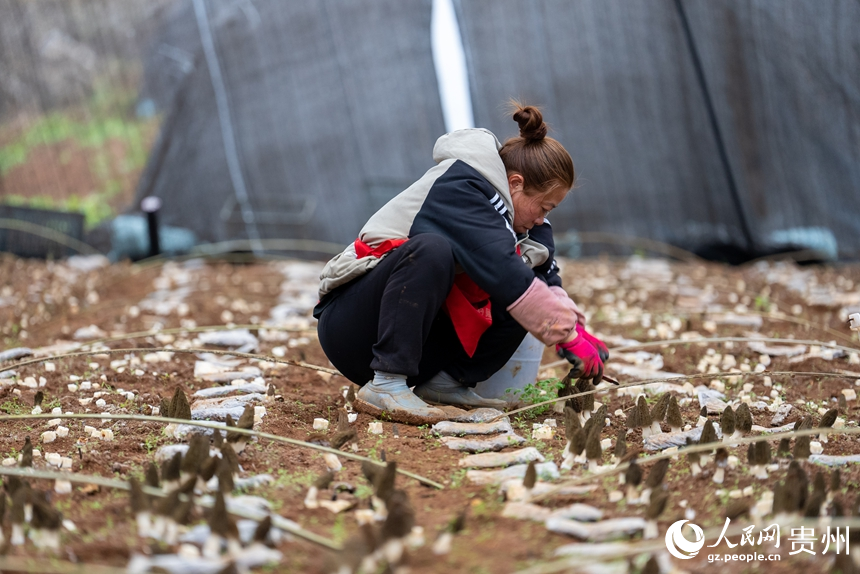 村民正在采收羊肚菌。人民網記者 涂敏攝