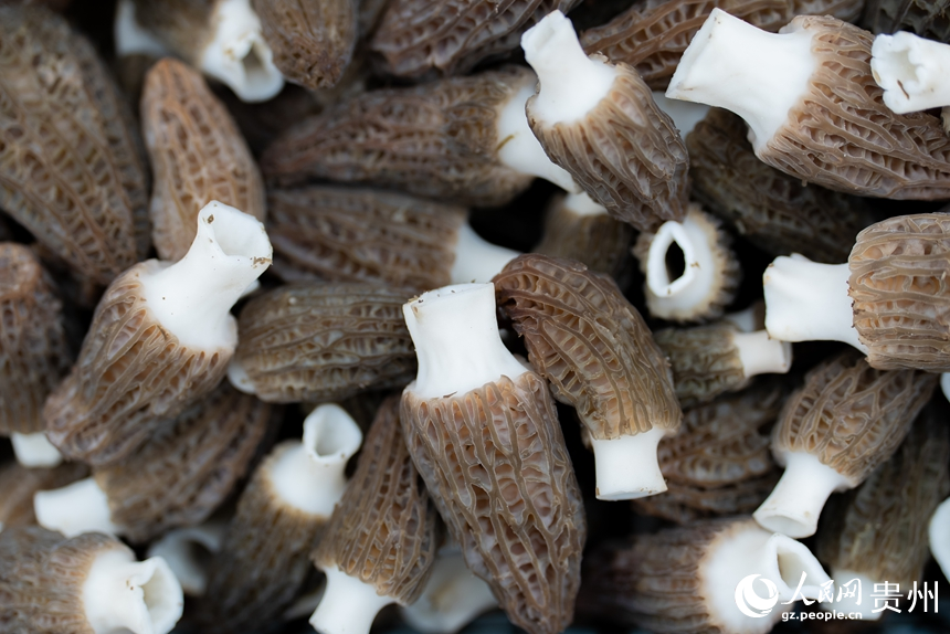 基地內采收的羊肚菌。人民網記者 涂敏攝