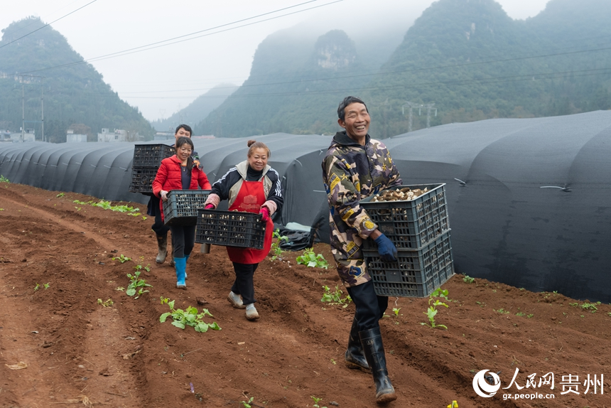 村民們正在轉運剛剛采收的羊肚菌。人民網記者 涂敏攝