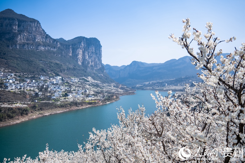 凹河萬畝櫻桃基地內盛開的櫻桃花。人民網記者 涂敏攝