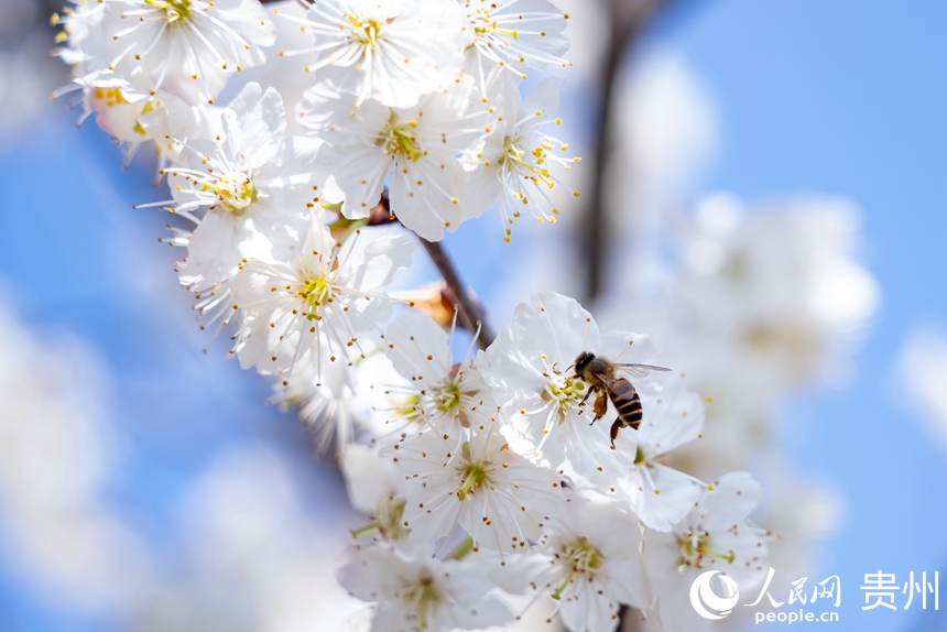盛開的櫻桃花吸引了蜜蜂前來采蜜。人民網記者 涂敏攝