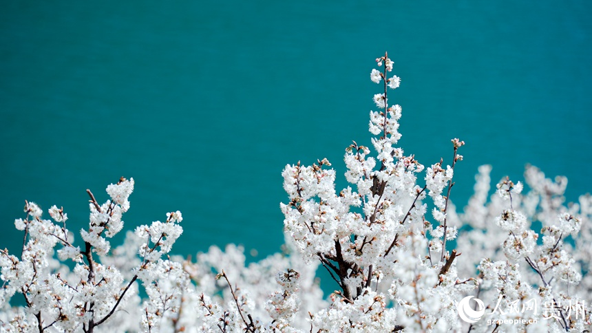 凹河萬畝櫻桃基地內盛開的櫻桃花。人民網記者 涂敏攝