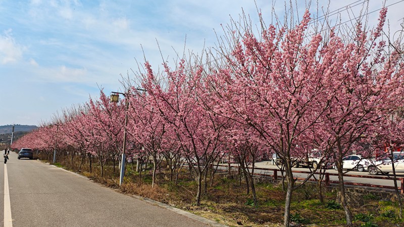 貴定金海雪山櫻花迎春綻放。