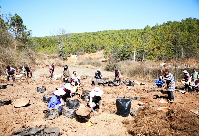 務工群眾正在天麻種植基地進行大田種植。