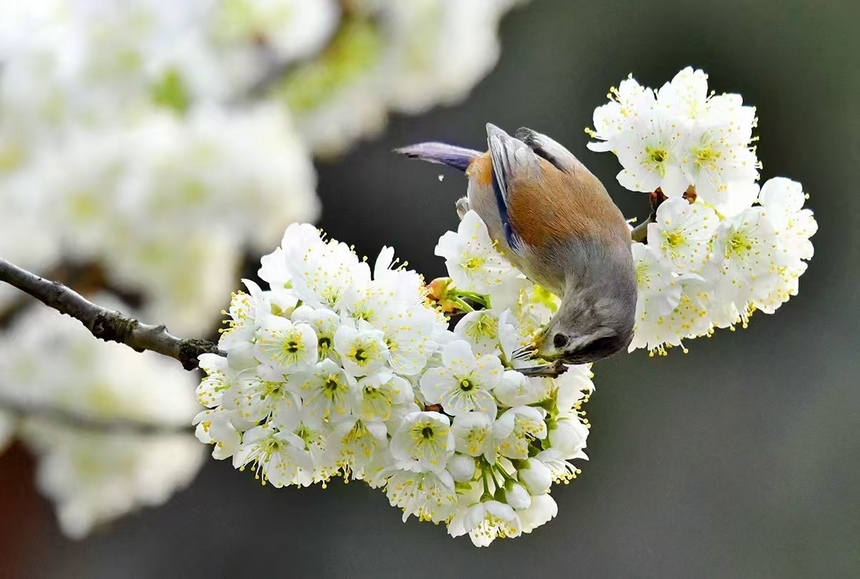 金沙縣化覺鎮前順村綻放的櫻桃花。陳亮攝