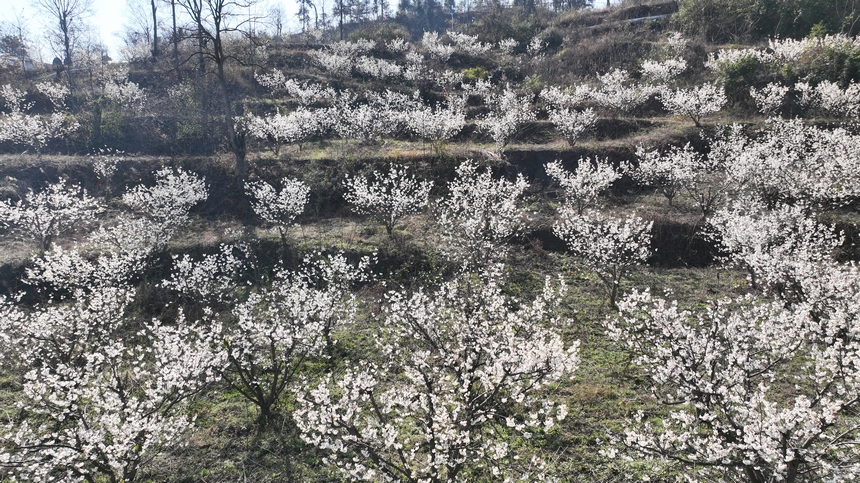 金沙縣化覺鎮前順村綻放的櫻桃花。陳亮攝