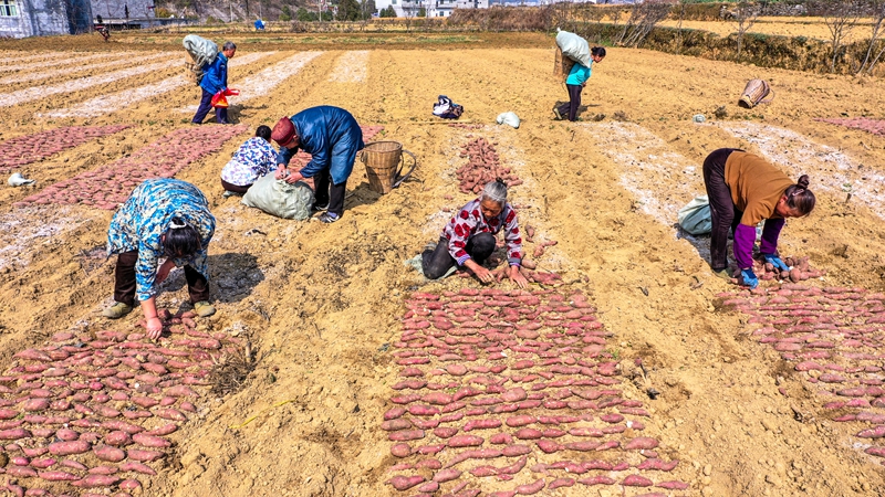 奏響“春耕曲”，紅薯育苗忙。