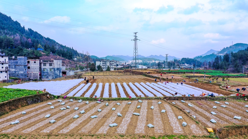 奏響“春耕曲”，紅薯育苗忙。
