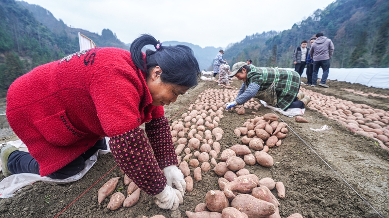 奏響“春耕曲”，紅薯育苗忙。