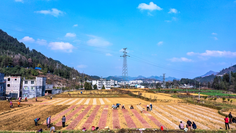 奏響“春耕曲”，紅薯育苗忙。