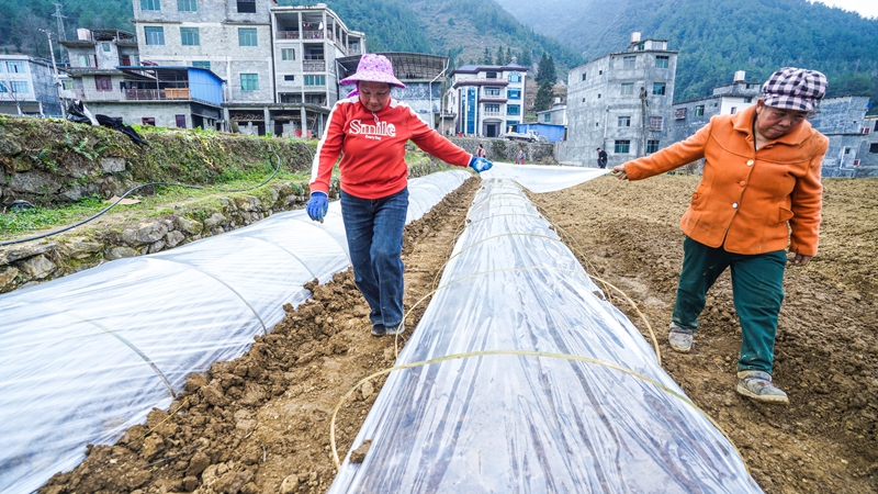 奏響“春耕曲”，紅薯育苗忙。