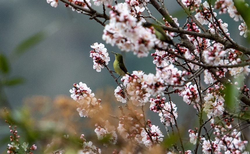 赫章縣平山鎮江南村一只小鳥停留在開滿杏花的枝頭。陳春志攝