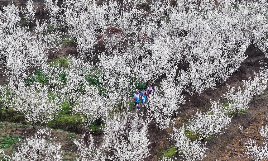 游客在平山鎮江南社區櫻桃花海游玩 。陳春志攝