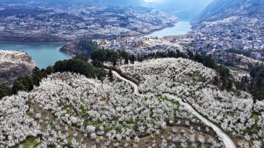 在赫章縣平山鎮江南社區拍攝的櫻桃花 。陳春志攝
