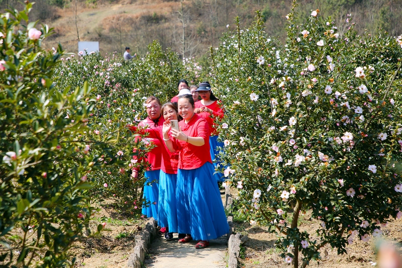 游客駐足賞花。