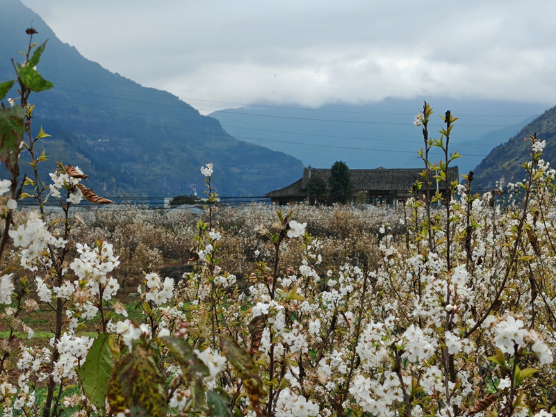 繁花簇擁，遠處古樸房屋隱于山間（謝永恒 攝）.jpg