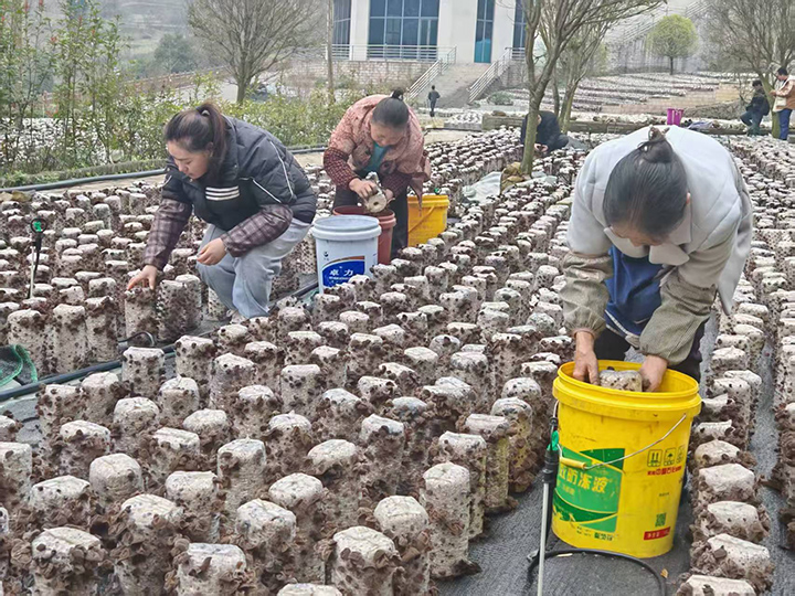 科技賦能 百里杜鵑龍塘村黑木耳產業碩果累累。