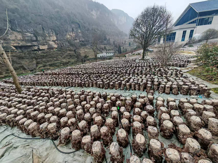 科技賦能 百里杜鵑龍塘村黑木耳產業碩果累累。