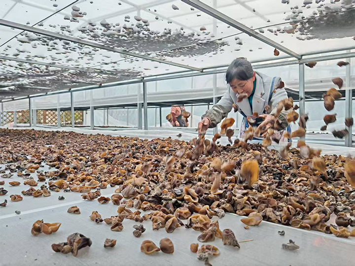 科技賦能 百里杜鵑龍塘村黑木耳產業碩果累累。