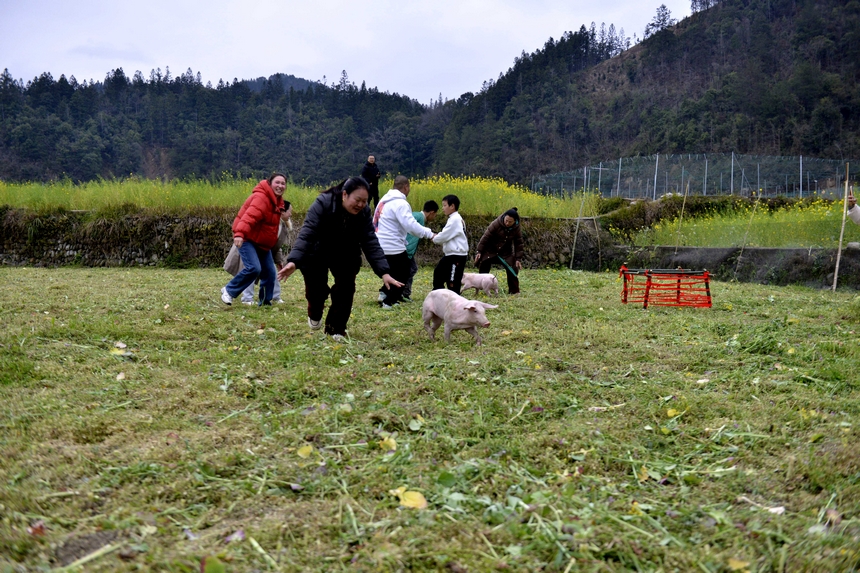 村民在榕江縣寨蒿鎮平堡村參加“趕豬歸圈”活動。