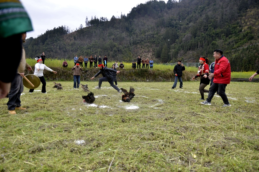 村民在榕江縣寨蒿鎮平堡村參加“蒙眼抓雞鴨”活動。