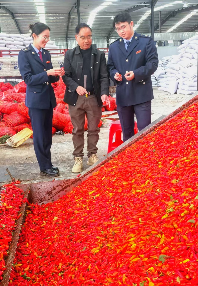稅務人員在貴州萬億生物科技有限公司調研辣椒烘干情況，宣傳固定資產購進稅前扣除政策。