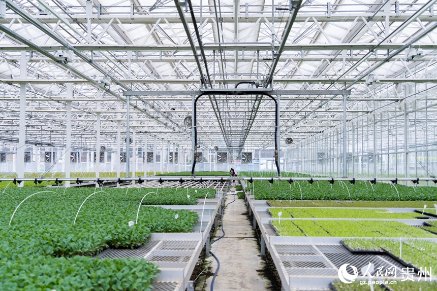 楠木渡蔬菜種苗繁育中心的育苗棚。人民網記者 涂敏攝