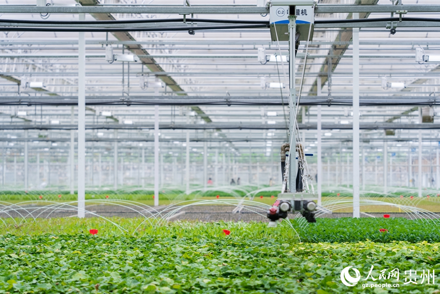 楠木渡蔬菜種苗繁育中心的育苗棚。人民網記者 涂敏攝