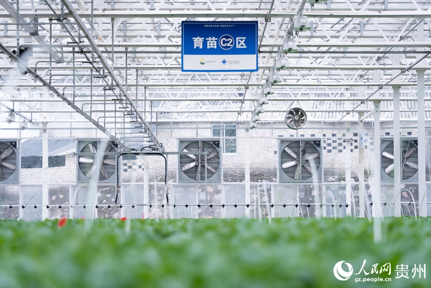 楠木渡蔬菜種苗繁育中心的育苗棚。人民網記者 涂敏攝