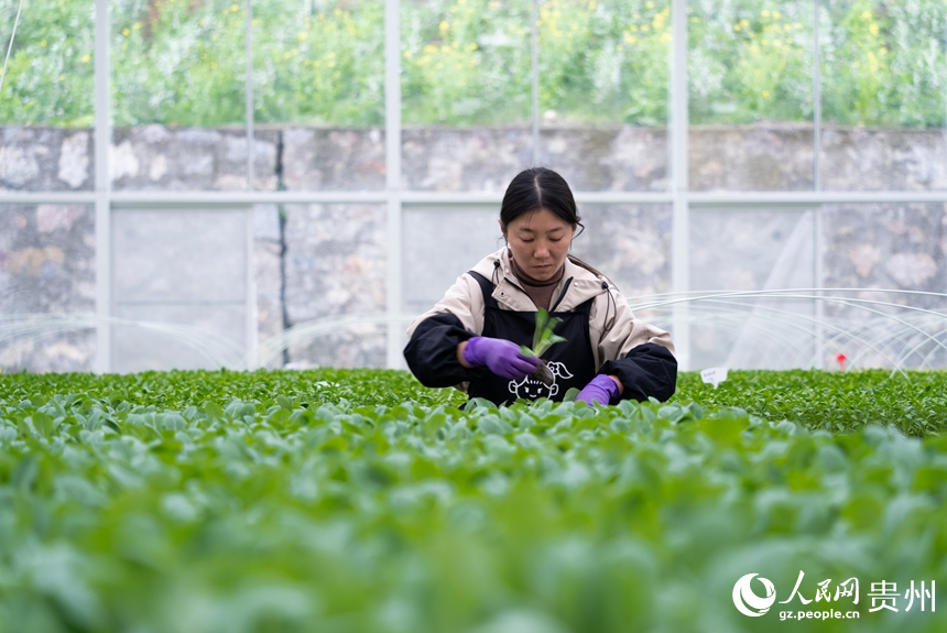 工人們正挑選著即將移栽的蔬菜種苗。人民網記者 涂敏攝