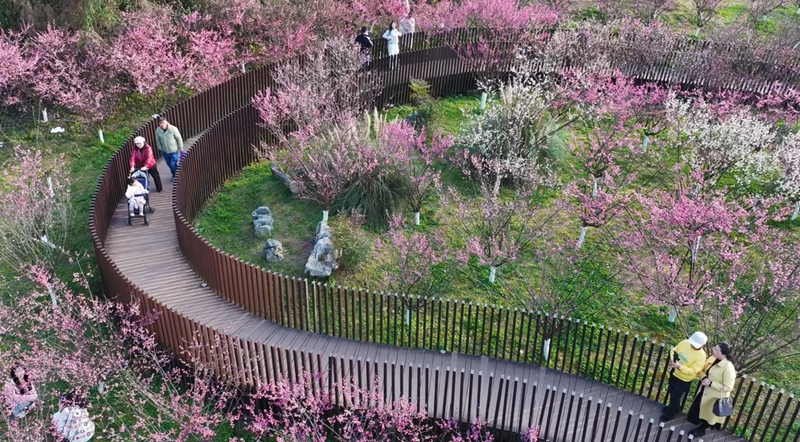 1、盛開的梅花吸引了四面八方的游客前來賞春、拍照 。.jpg