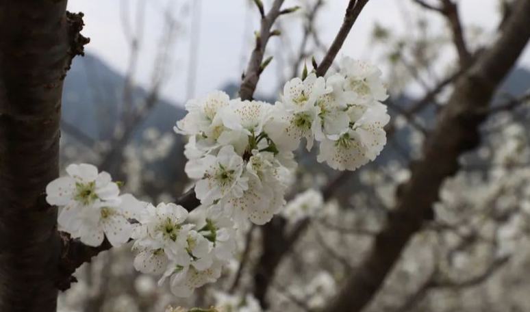 鎮寧茂良村：櫻桃花開春意濃