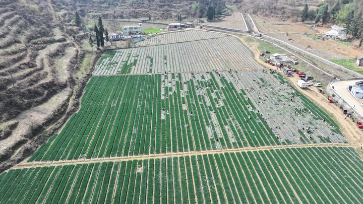 松林香蔥航拍（湯斌） (8).JPG