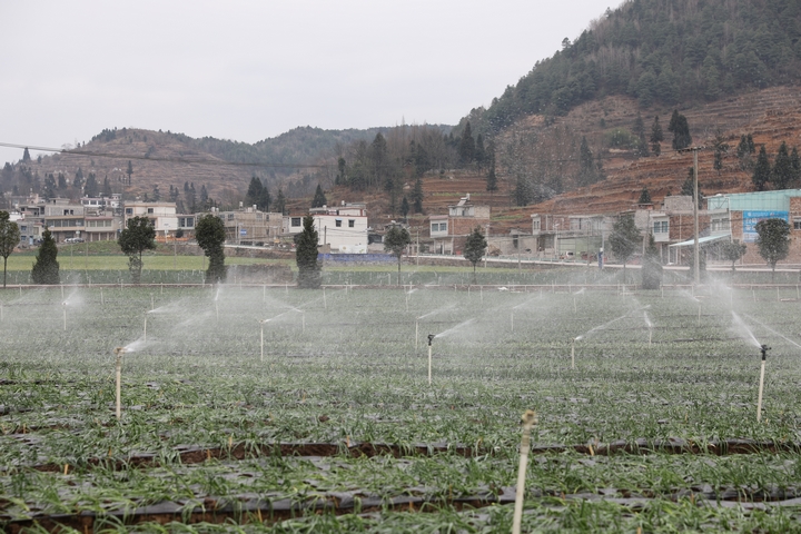 松林香蔥（陳春志） (1).JPG