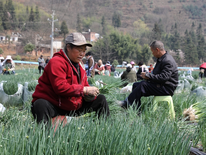 松林香蔥（陳春志） (5).JPG