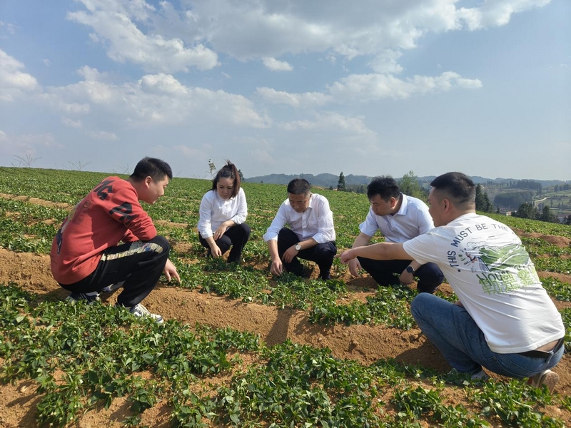 工作人員實地考察太子參生長情況。工商銀行凱里分行供圖