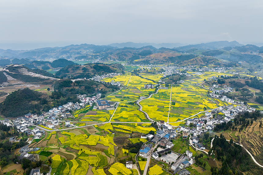 航拍桐梓縣官倉鎮朱天村的油菜花田。人民網記者 涂敏攝