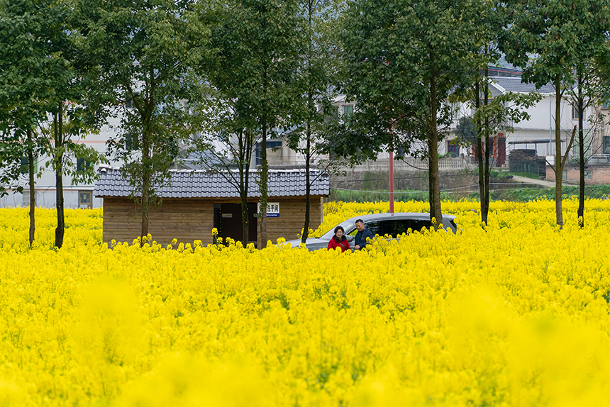 盛開的油菜花與游客。人民網記者 涂敏攝