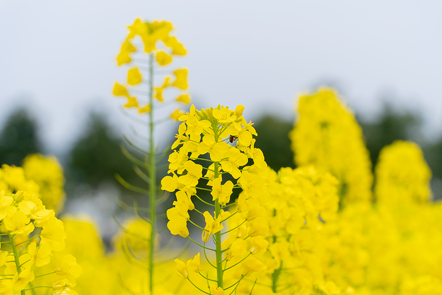 盛開的油菜花。人民網記者 涂敏攝
