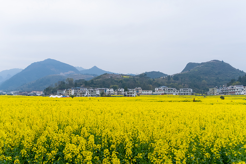 盛開的油菜花與遠處的民居。人民網記者 涂敏攝