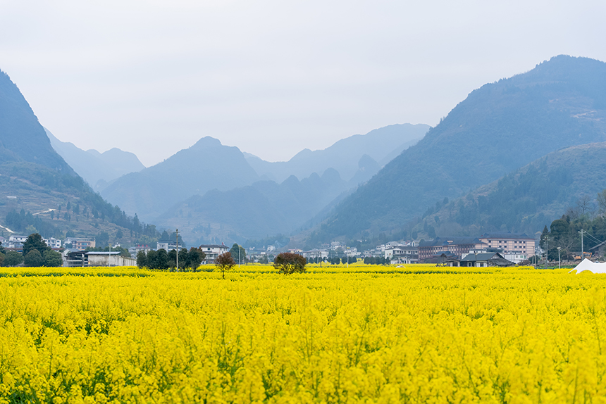 盛開的油菜花與遠處的群山同框。人民網記者 涂敏攝