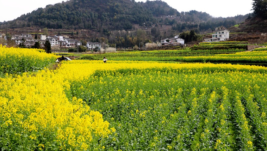 修文大地：金黃調色板 讓鄉村從畫中走來。