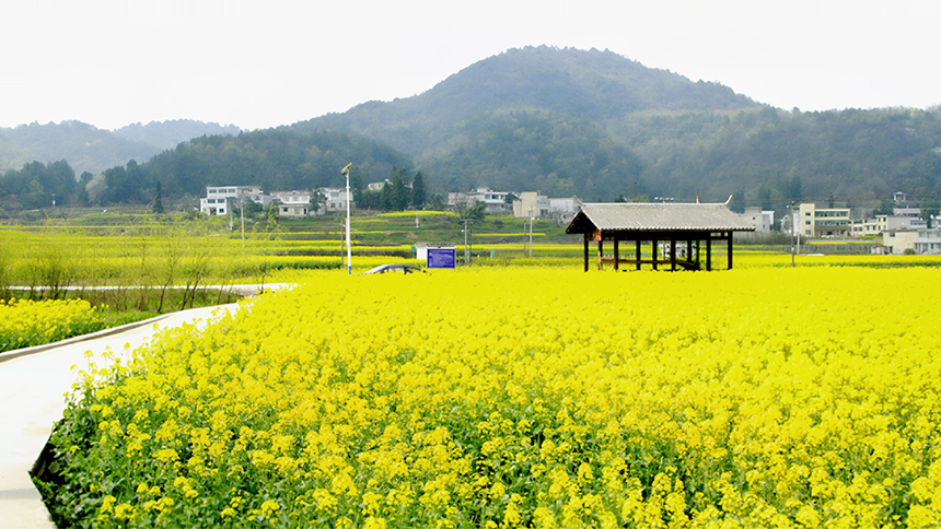 修文大地：金黃調色板 讓鄉村從畫中走來。