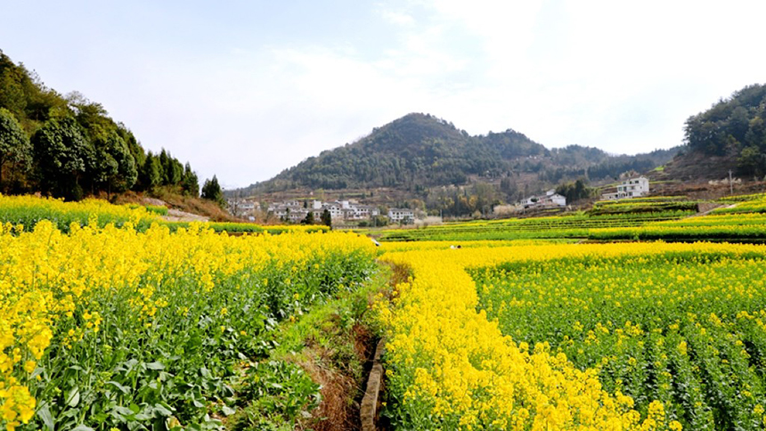 修文大地：金黃調色板 讓鄉村從畫中走來。