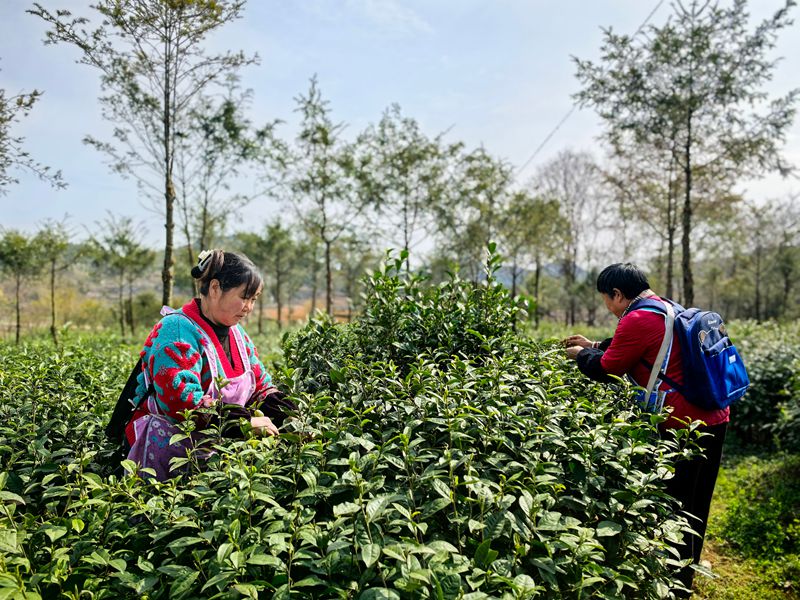 平壩十字鄉600畝茶園“指尖經濟”助農增收。
