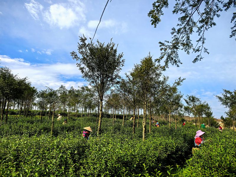 平壩十字鄉600畝茶園“指尖經濟”助農增收。