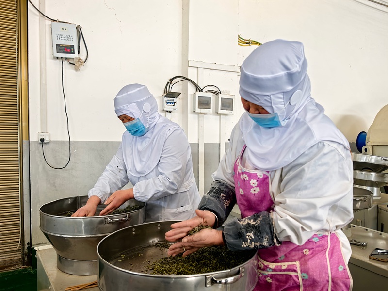 平壩十字鄉600畝茶園“指尖經濟”助農增收。