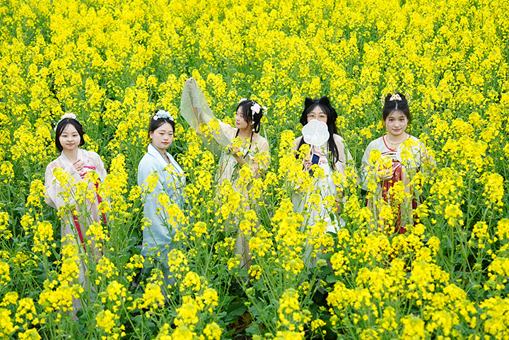 3、游客們穿著古裝在花田里拍照打卡。