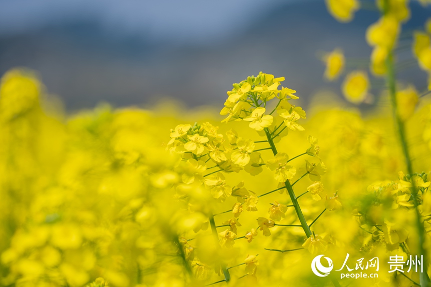 景區內盛開的油菜花。人民網記者 涂敏攝