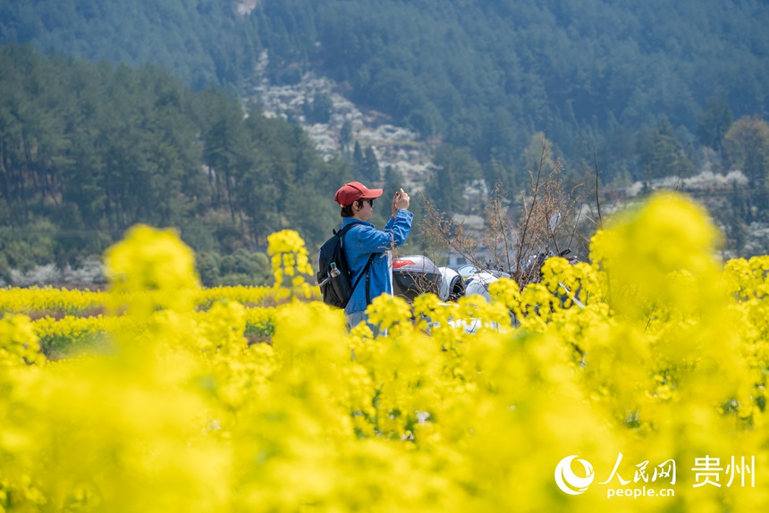 游客在油菜花田中賞花拍照。人民網記者 涂敏攝